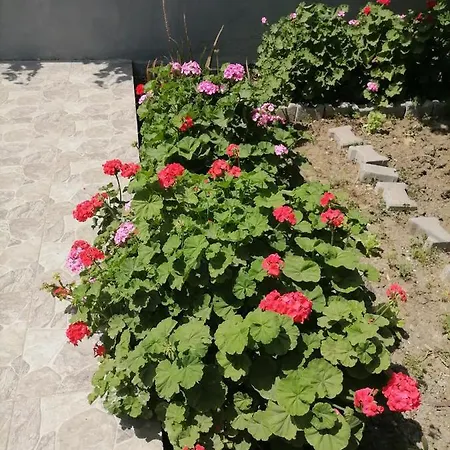 Bahceli Deniz Kenarinda Daire Appartement